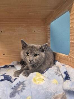 Velour -  Domestic Short Hair Cat for Adoption in Fort Collins, Colorado - Velour | PetCurious