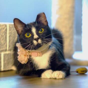 Rescue Domestic Medium Hair Cats for Adoption in Atlanta, Georgia - Tatiana | PetCurious