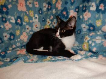 A1406115 -  Domestic Short Hair Cat for Adoption in San Jose, California - A1406115 | PetCurious