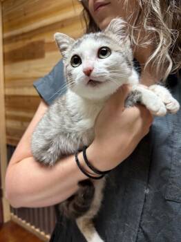Domestic Short Hair Cats Available for Adoption in Groveland, Massachusetts - Duchess Mistybelle | PetCurious