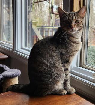 Domestic Short Hair Cats Available for Adoption - Eevee YOUNG FEMALE | PetCurious