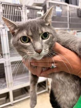 Xeno -  Domestic Short Hair Cat for Adoption in Greensburg, Indiana - Xeno | PetCurious