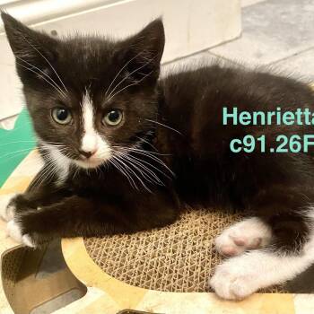 Foster Henrietta -  Domestic Short Hair Cat for Adoption in Batavia, New York - Foster Henrietta | PetCurious