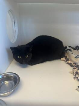 Domestic Short Hair Cats Available for Adoption - Millis | PetCurious