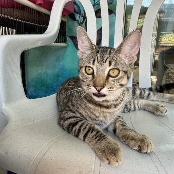 Diesel -  Tabby Cat for Adoption in Newport Beach, California - Diesel | PetCurious