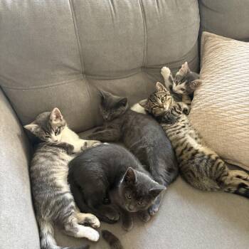 Domestic Short Hair Cats Available for Adoption in Portland, Oregon - The Agatha Christie Litter (4 Males, 1 Female) | PetCurious