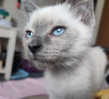 Siamese Cats Available for Adoption - DELTA | PetCurious
