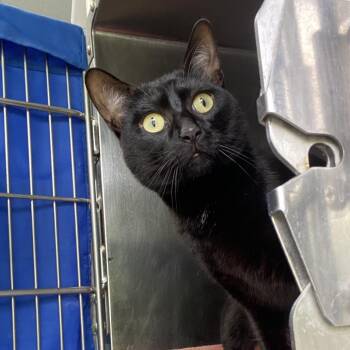 Onyx -  Domestic Short Hair Cat for Adoption in Walker, Michigan - Onyx | PetCurious