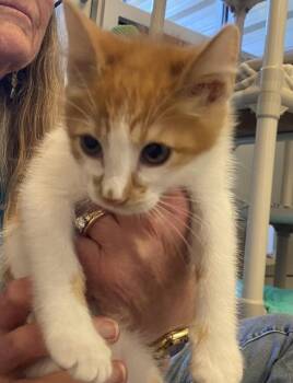 Gio -  Domestic Short Hair Cat for Adoption in Salinas, California - Gio | PetCurious
