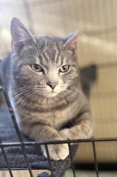 Domestic Short Hair Cats Available for Adoption - Bubba 23C-0267 | PetCurious