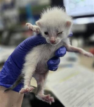 Domestic Short Hair Cats Available for Adoption in Dallas, Texas - CHIFFON | PetCurious