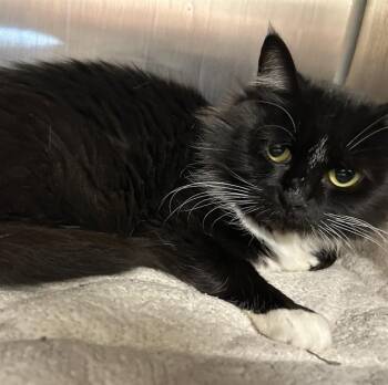 BLUE -  Domestic Medium Hair Cat for Adoption in Santa Cruz, California - BLUE | PetCurious