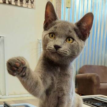 Joker -  Domestic Short Hair Cat for Adoption in Springfield, Ohio - Joker | PetCurious