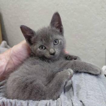 Russian Blue Cats Available for Adoption in Houston, Texas - Astrid | PetCurious
