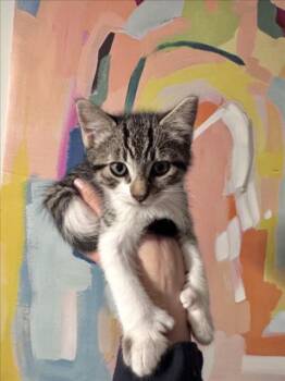 *MITTY -  Domestic Short Hair Cat for Adoption in Woodland, California - *MITTY | PetCurious