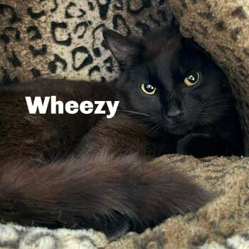 Domestic Short Hair Cats Available for Adoption in Gladstone, Michigan - Wheezy 260295 | PetCurious