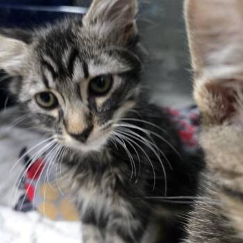Domestic Medium Hair Cats Available for Adoption in Los Angeles, California - Peanut | PetCurious