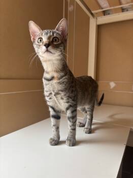 Rescue Domestic Short Hair Cats for Adoption in Lafayette, Colorado - Goose | PetCurious