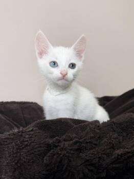 26-352 Q-tip -  Domestic Short Hair Cat for Adoption in Barnesville, Georgia - 26-352 Q-tip | PetCurious