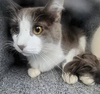 Domestic Medium Hair Cats Available for Adoption in Rowlett, Texas - SUERO | PetCurious