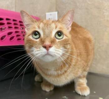Domestic Short Hair Cats Available for Adoption in Honolulu, Hawaii - Sunshine | PetCurious