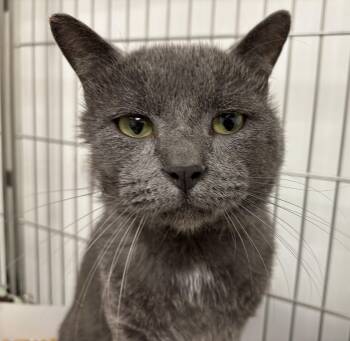 Mackey -  Domestic Short Hair Cat for Adoption in Danville, Indiana - Mackey | PetCurious