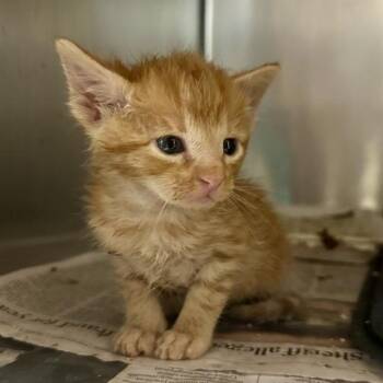 SUKUNA -  Domestic Short Hair Cat for Adoption in Riverside, California - SUKUNA | PetCurious