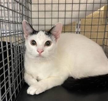LARRY -  Domestic Short Hair Cat for Adoption in Fort Myers, Florida - LARRY | PetCurious