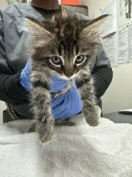 Domestic Short Hair Cats Available for Adoption in Sacramento, California - Ferb  | PetCurious