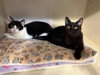 Rescue Domestic Short Hair Cats for Adoption in Hamilton Township, New Jersey - DAX (& FIONA) | PetCurious