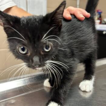 Curly -  Domestic Short Hair Cat for Adoption in Newport, North Carolina - Curly | PetCurious