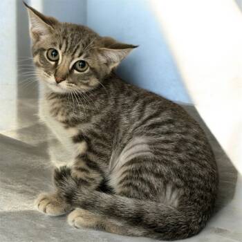 Rescue Extra Toes Cat Hemingway Polydactyl Cats for Adoption in Cape Coral, Florida - Blooper | PetCurious