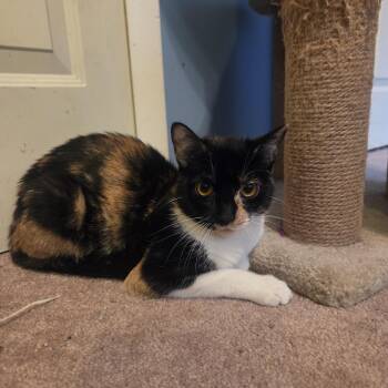Ian (ID 53134) -  Domestic Short Hair Cat for Adoption in Manassas, Virginia - Ian (ID 53134) | PetCurious