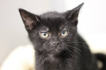 Poppyseed -  Domestic Short Hair Cat for Adoption in Rockford, Illinois - Poppyseed | PetCurious