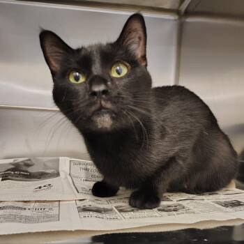 Domestic Short Hair Cats Available for Adoption - Pixie | PetCurious