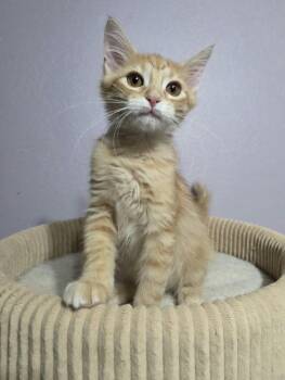 IMPALA -  Domestic Medium Hair Cat for Adoption in Loveland, Colorado - IMPALA | PetCurious
