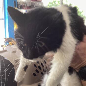 Sincere -  Domestic Medium Hair Cat for Adoption in Montgomery, Alabama - Sincere | PetCurious