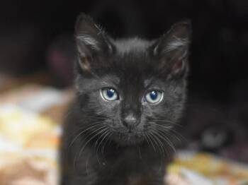Domestic Short Hair Cats Available for Adoption in Portland, Oregon - Bunny Cake | PetCurious