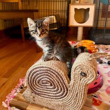 Domestic Short Hair Cats Available for Adoption in Woodstock, Virginia - Kiwi Miller | PetCurious