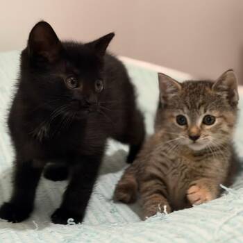 Stargazer & Tautog -  Domestic Short Hair Cat for Adoption in New York, New York - Stargazer & Tautog | PetCurious