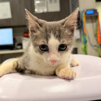 Mitchell -  Domestic Short Hair Cat for Adoption in Tampa, Florida - Mitchell | PetCurious