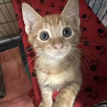Sony -  Domestic Medium Hair Cat for Adoption in Yucaipa, California - Sony | PetCurious