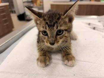 GRAHAM -  Domestic Short Hair Cat for Adoption in Baytown, Texas - GRAHAM | PetCurious