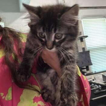 Fluffy -  Tabby Cat for Adoption in Atlanta, Georgia - Fluffy | PetCurious