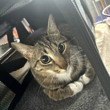 Happy Feet 2 -  Domestic Short Hair Cat for Adoption in Austin, Texas - Happy Feet 2 | PetCurious