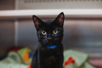 Rescue Domestic Short Hair Cats for Adoption in North Charleston, South Carolina - 89008a Chester Bennington | PetCurious