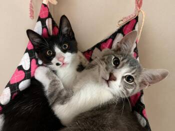 CRANE & OSPREY (Oz) - Kitten Brothers -  American Shorthair Cat for Adoption in Hillsboro, Oregon - CRANE & OSPREY (Oz) - Kitten Brothers | PetCurious