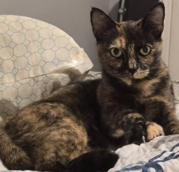 Marcy -  Domestic Short Hair Cat for Adoption in Wilmington, North Carolina - Marcy | PetCurious