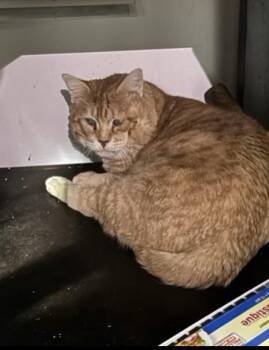 Domestic Short Hair Cats Available for Adoption in Walled Lake, Michigan - Einstein | PetCurious