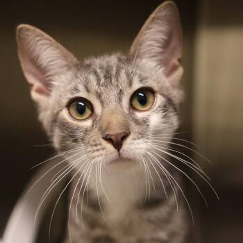 Jerry -  Domestic Short Hair Cat for Adoption in Briarcliff Manor, New York - Jerry | PetCurious